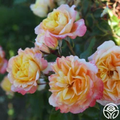 Sunny Abundance 16 Sunny Abundance -Heirloom Roses Sunny Abundance 24