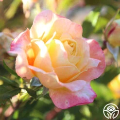 Sunny Abundance 19 Sunny Abundance -Heirloom Roses Sunny Abundance 25