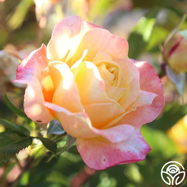 Sunny Abundance 10 Sunny Abundance - Image 8