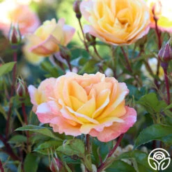 Sunny Abundance 18 Sunny Abundance -Heirloom Roses Sunny Abundance 28