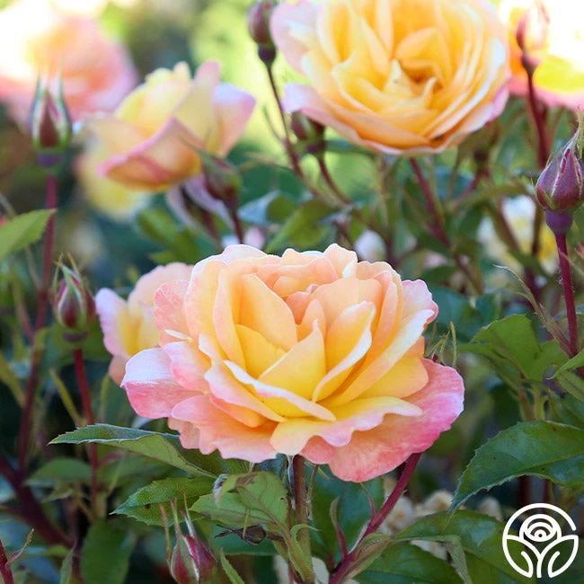 Sunny Abundance 9 Sunny Abundance - Image 7