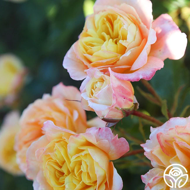 Sunny Abundance 4 Sunny Abundance - Image 2