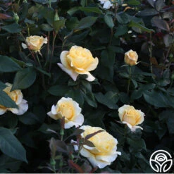 Eleganza® Sunny Sky -Heirloom Roses Sunny Sky 015