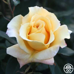 Eleganza® Sunny Sky -Heirloom Roses Sunny Sky 102