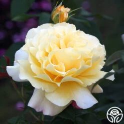 Eleganza® Sunny Sky -Heirloom Roses Sunny Sky 103