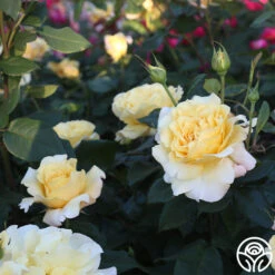 Eleganza® Sunny Sky -Heirloom Roses Sunny Sky 104