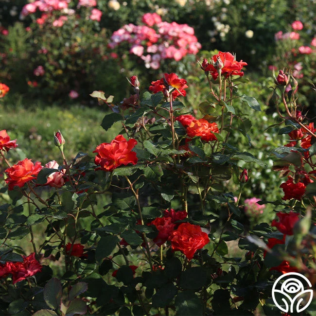 Sunrise At Heirloom™ 11 Sunrise At Heirloom™ - Image 9