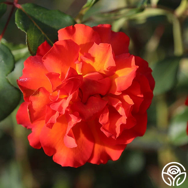 Sunrise At Heirloom™ 12 Sunrise At Heirloom™ - Image 10