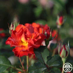 Sunrise At Heirloom™ 19 Sunrise At Heirloom™ -Heirloom Roses Sunrise At Heirloom 16