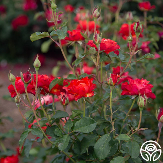 Sunrise At Heirloom™ 8 Sunrise At Heirloom™ - Image 6