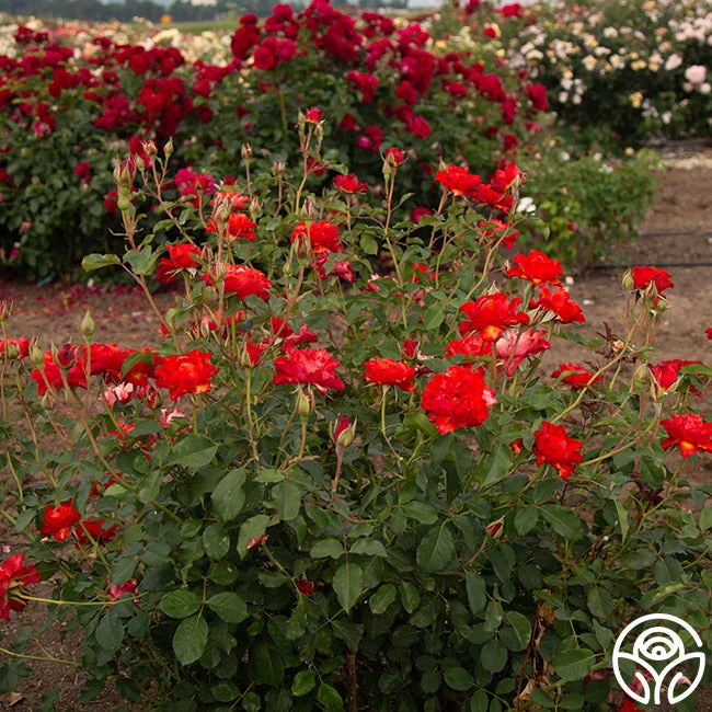 Sunrise At Heirloom™ 4 Sunrise At Heirloom™ - Image 2