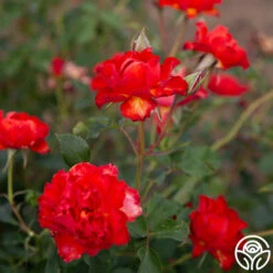 Sunrise At Heirloom™ 18 Sunrise At Heirloom™ -Heirloom Roses Sunrise At Heirloom 06