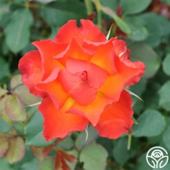 Sunrise At Heirloom™ 22 Sunrise At Heirloom™ -Heirloom Roses Sunrise at Heirloom 9