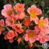 Sunset Happy Trails™ 2 Sunset Happy Trails™ -Heirloom Roses Sunset Happy Trails
