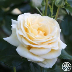 Sunshine Daydream™ -Heirloom Roses Sunshine Daydream 11