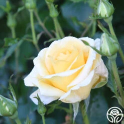 Sunshine Daydream™ -Heirloom Roses Sunshine Daydream 12