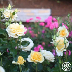 Sunshine Daydream™ -Heirloom Roses Sunshine Daydream 15
