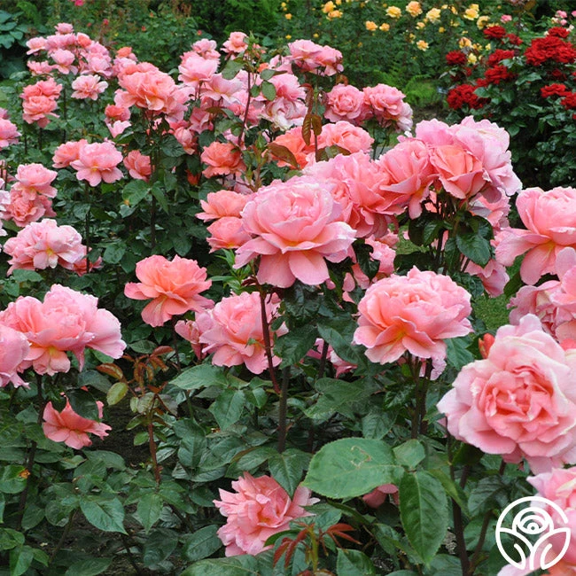 Sweet Fragrance 5 Sweet Fragrance - Image 3