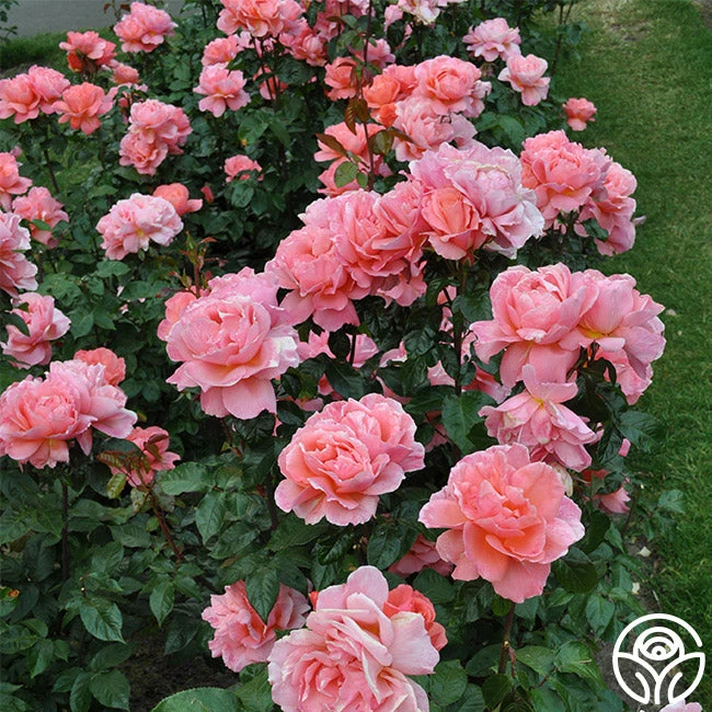 Sweet Fragrance 4 Sweet Fragrance - Image 2