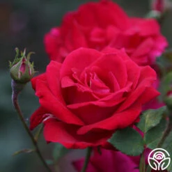 Sweet Spirit™ 11 Sweet Spirit™ -Heirloom Roses Sweet Spirit 11