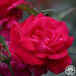 Sweet Spirit™ 10 Sweet Spirit™ -Heirloom Roses Sweet Spirit 12