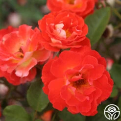 Tango -Heirloom Roses Tango 14