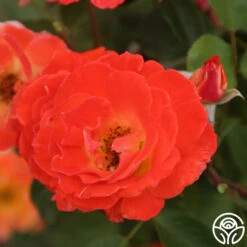 Tango -Heirloom Roses Tango 15