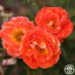 Tango -Heirloom Roses Tango 3