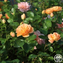 Tatin 17 Tatin -Heirloom Roses Tatin 01