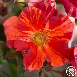 Tawny Tiger -Heirloom Roses Tawny Tiger 02