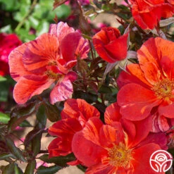 Tawny Tiger -Heirloom Roses Tawny Tiger 05