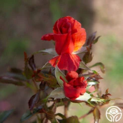 Tawny Tiger -Heirloom Roses Tawny Tiger 06