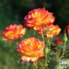 Tequila Sunrise -Heirloom Roses Tequila Sunrise 0