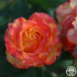 Tequila Sunrise -Heirloom Roses Tequila Sunrise 12