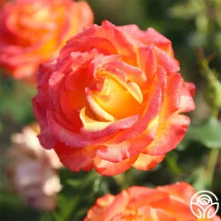 Tequila Sunrise -Heirloom Roses Tequila Sunrise 5