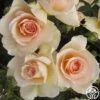 The English Lady™ -Heirloom Roses The English Lady 0