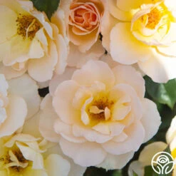 The English Lady™ -Heirloom Roses The English Lady 11