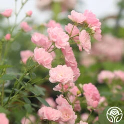 New Release -Heirloom Roses The Fairy 11