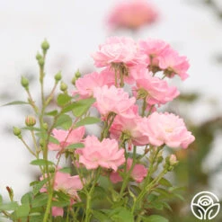 The Fairy -Heirloom Roses The Fairy 12