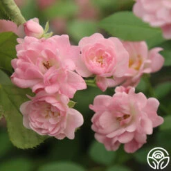 The Fairy -Heirloom Roses The Fairy 15