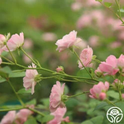 The Fairy -Heirloom Roses The Fairy 16