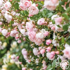 The Generous Gardener™ -Heirloom Roses The Generous Gardener 24