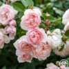 The Generous Gardener™ -Heirloom Roses The Generous Gardener 25