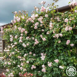 The Generous Gardener™ -Heirloom Roses The Generous Gardener 2546