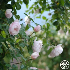 The Generous Gardener™ -Heirloom Roses The Generous Gardener 289