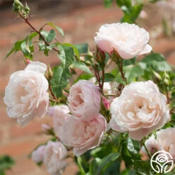 The Generous Gardener™ -Heirloom Roses The Generous Gardener 29