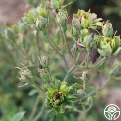 The Green Rose -Heirloom Roses The Green Rose 11