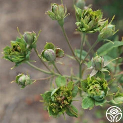 The Green Rose -Heirloom Roses The Green Rose 12