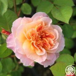 The Impressionist™ -Heirloom Roses The Impressionist 121