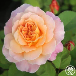 The Impressionist™ -Heirloom Roses The Impressionist 19